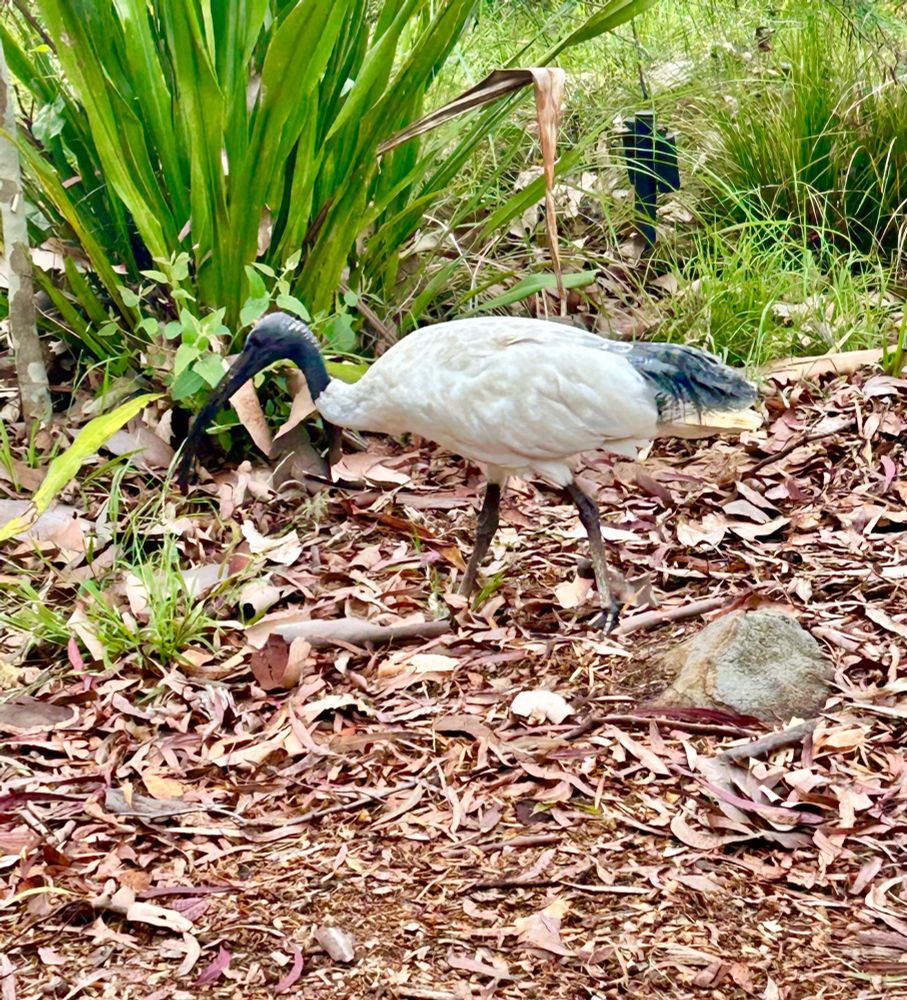 An Australian White Ibis standing in leaf litter. There is strappy plant in the background.  The bird is AKA the Bin Chicken