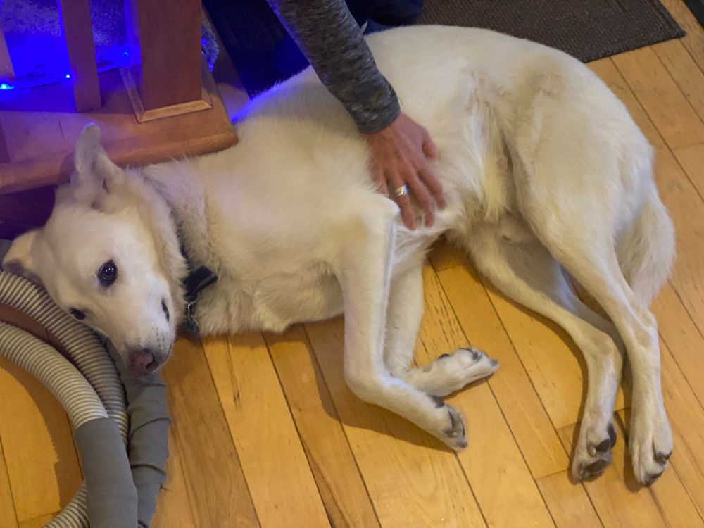 A white husky lying down getting his belly scritched 