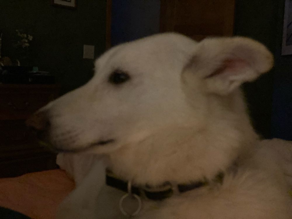 A white husky lies on the bed very concerned about the fireworks outside