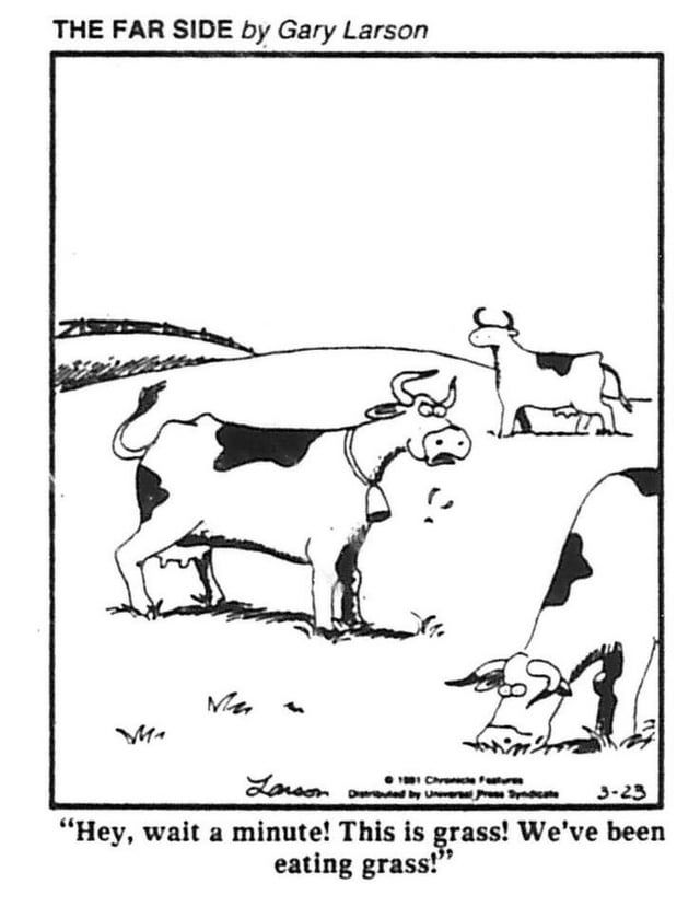 A cow pauses while grazing to realize "Hey, wait a minute! This is grass! We've been eating grass!"