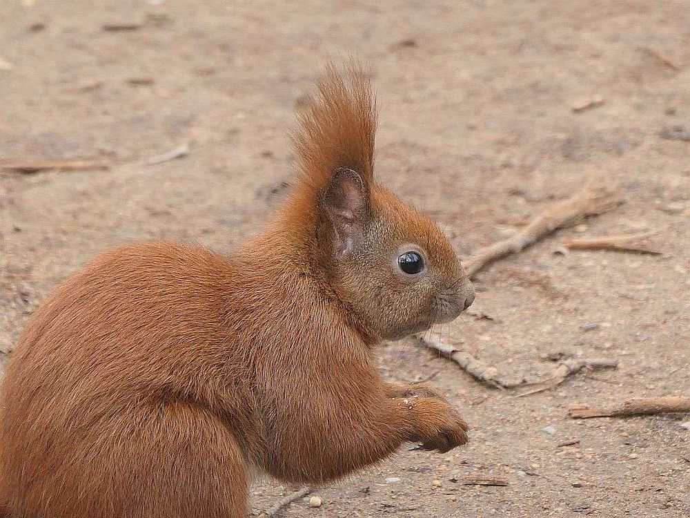 Sitzendes Eichhörnchen