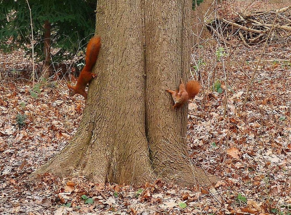 Zwei Eichhörnchen klettern auf einem Baum.