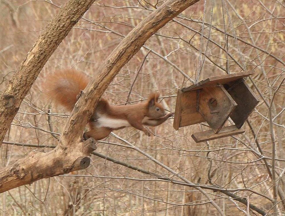 Eichhörnchen versucht, kaputtes Vogelfutterhäuschen zu entern.