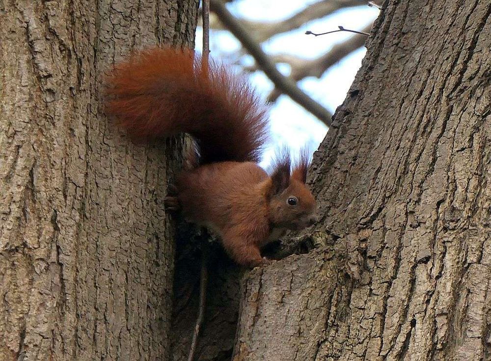Eichhörnchen untersucht Baumhöhle