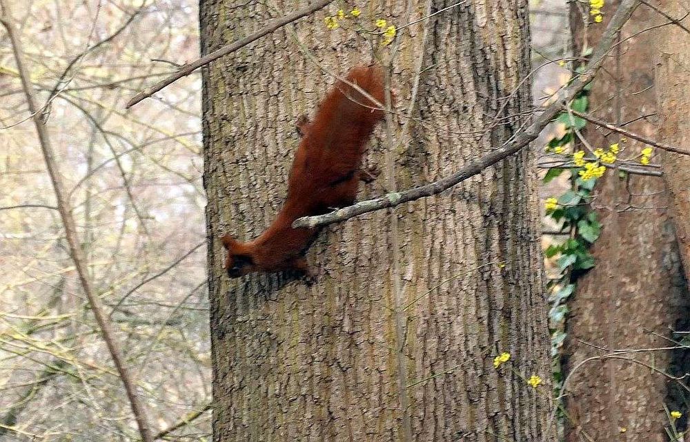 Eichhörnchen am Stamm