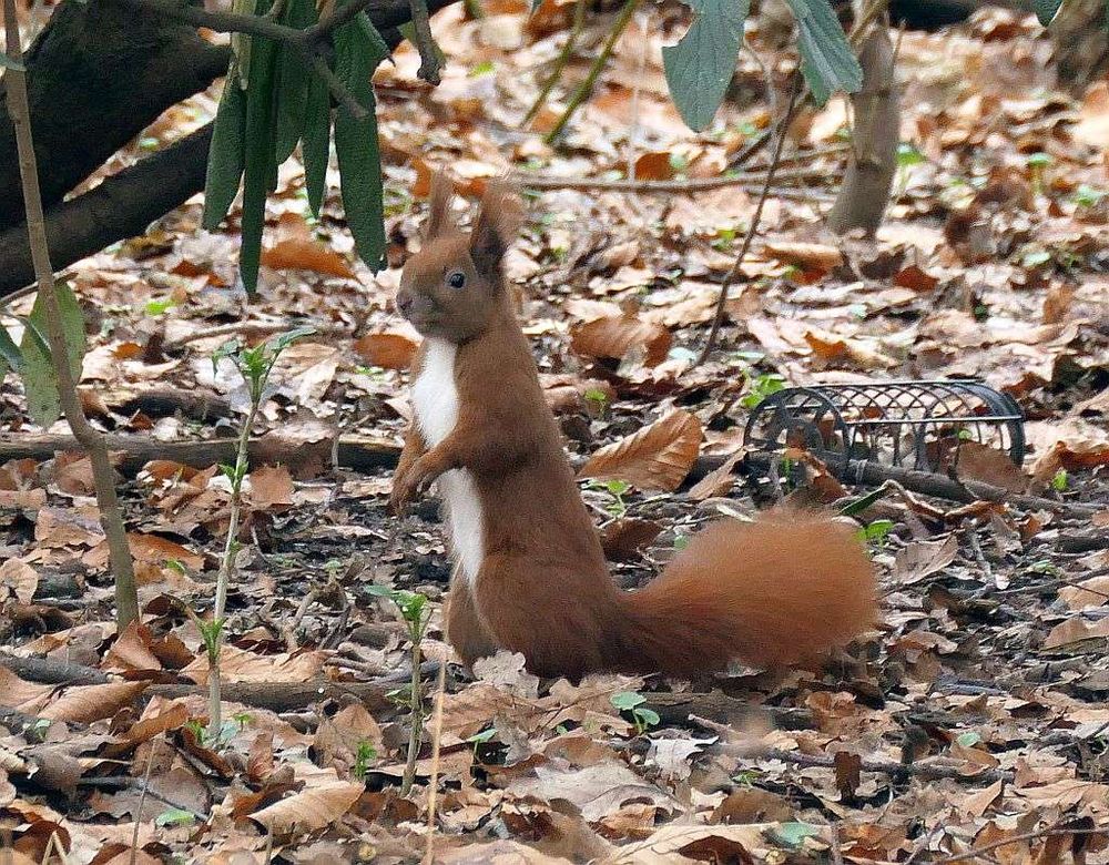 Eichhörnchen steht auf dem Boden