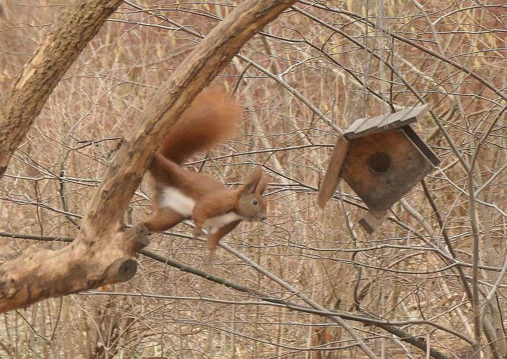 Eichhörnchen versucht, kaputtes Vogelfutterhäuschen zu entern.