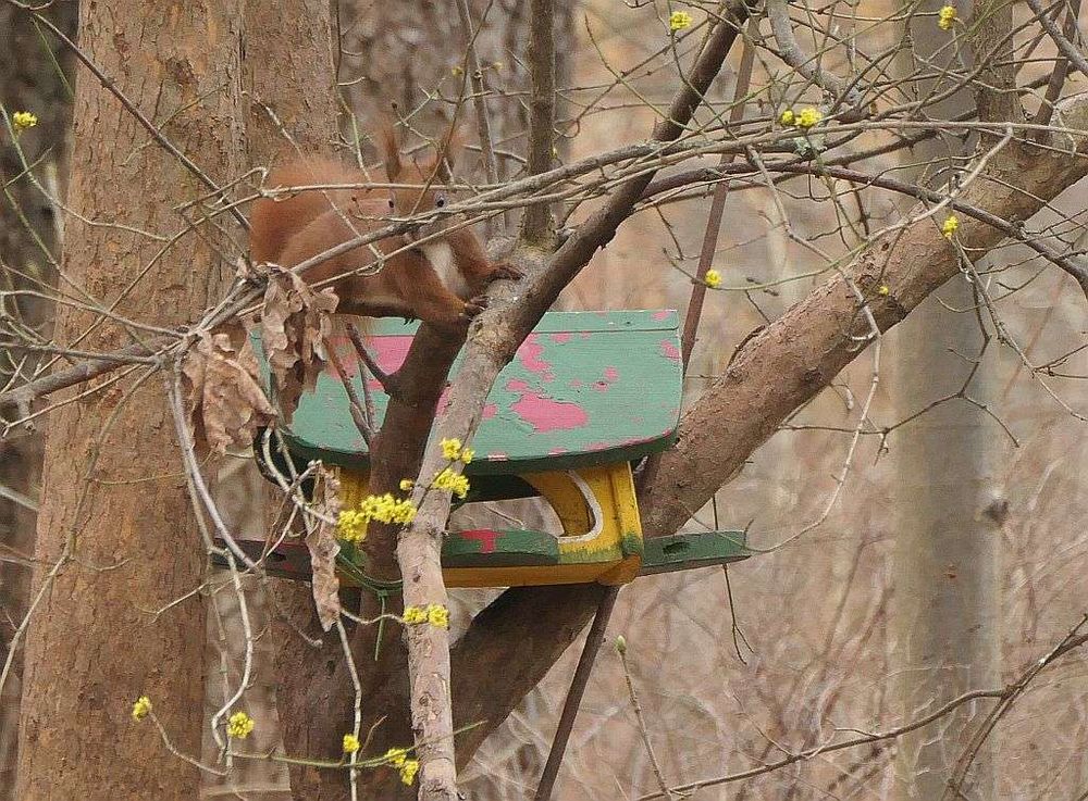 Eichhörnchen auf Vogelfutterhäuschen