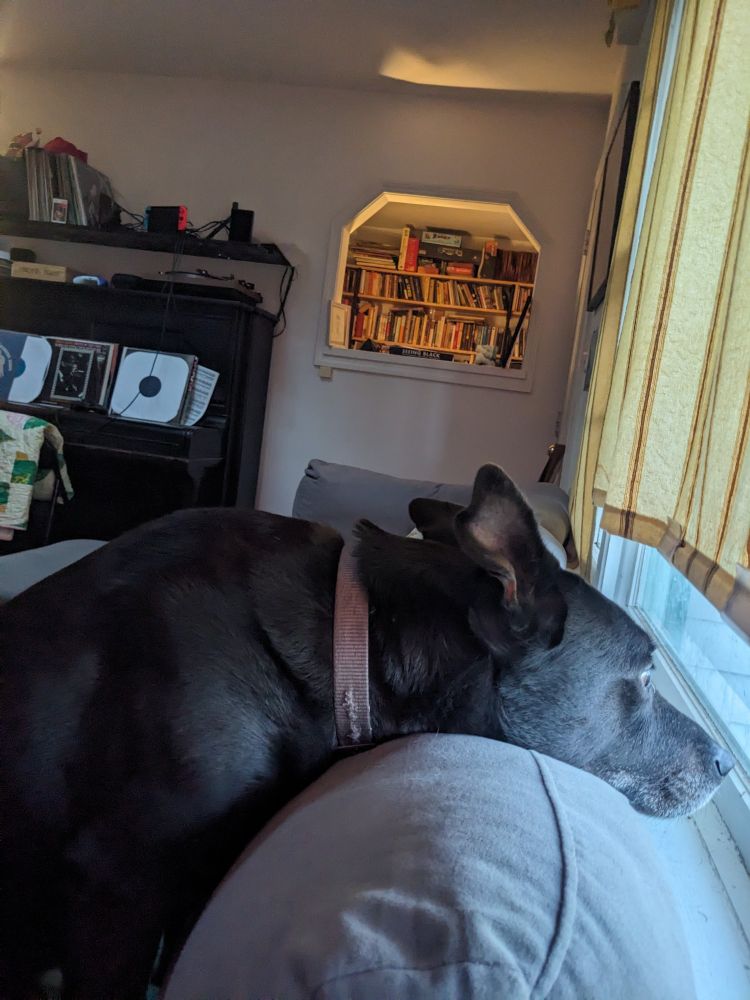 My sweet dog rests his chin on the back of the sofa to look out the window. 