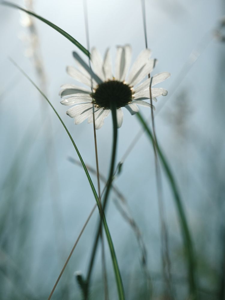 Backlit white daisy viewed from below, with soft sunlight illuminating its petals through tall blades of grass. The background is a dreamy, pale blue blur that enhances the delicate and serene atmosphere.