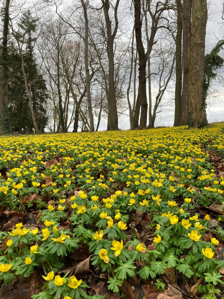 Unzählige blühende Krokusse an einem Hang mit Bäumen im Hintergrund