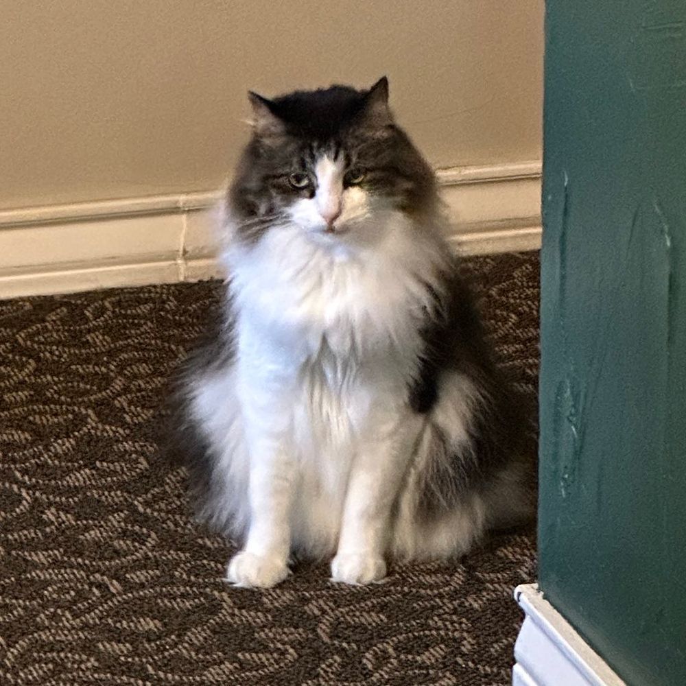 angery Apollo the cat