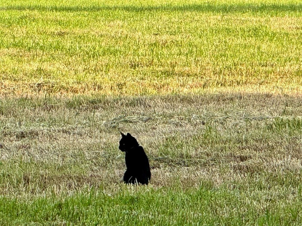 Black cat in the green field.