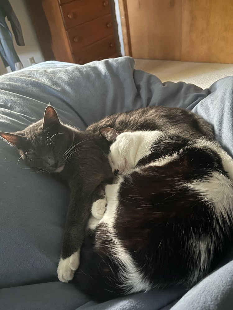A grey cat and a white and black cat cuddle on a blue comforter.