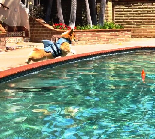 Corgi Tucker, wearing a shark life jacket, launches with a high arc into the pool 