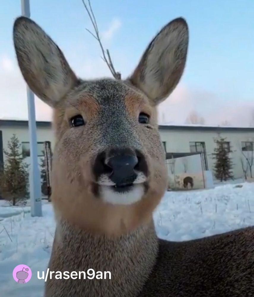 A deer that has nothing to do with anything 