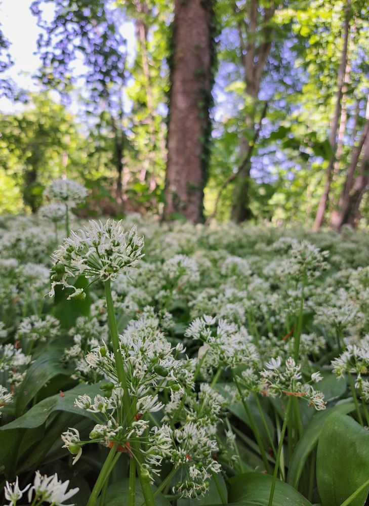 Wild garlic