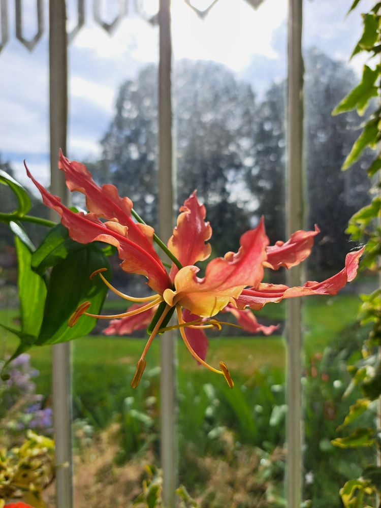 Flame Lily, with red, orange and yellow petals flung out in all directions