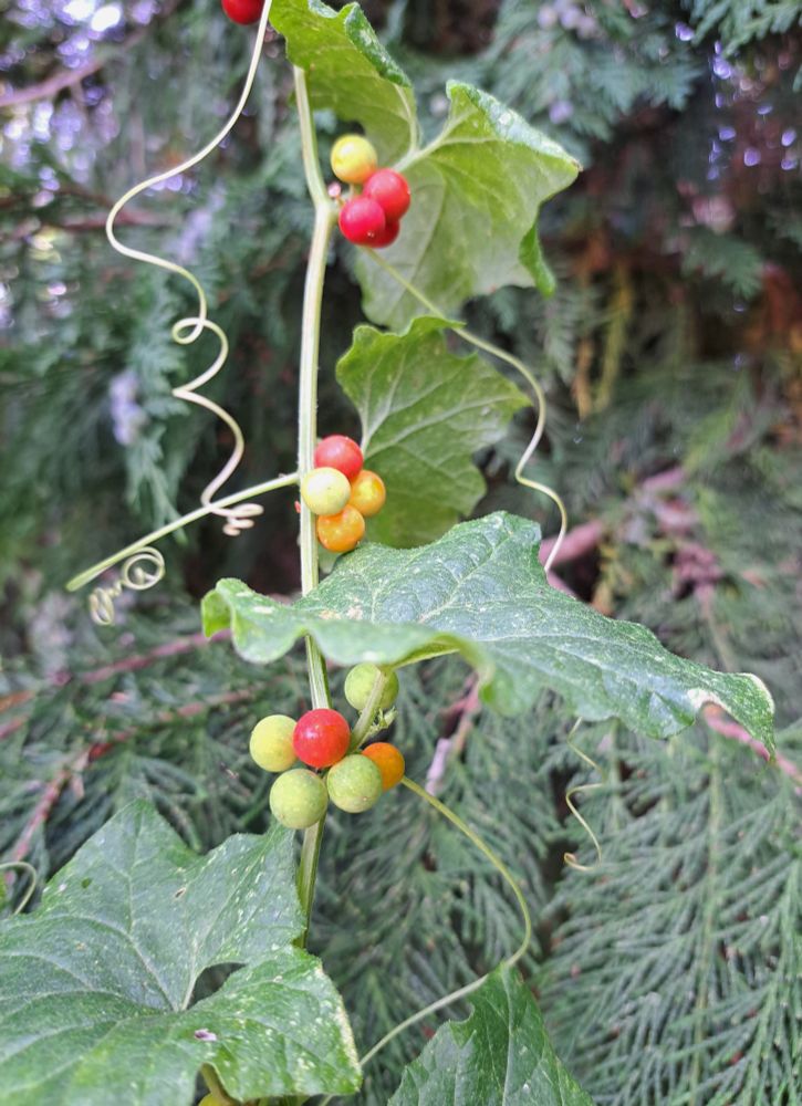 White Bryony with curly tendrils and colourful berries (do not eat!)