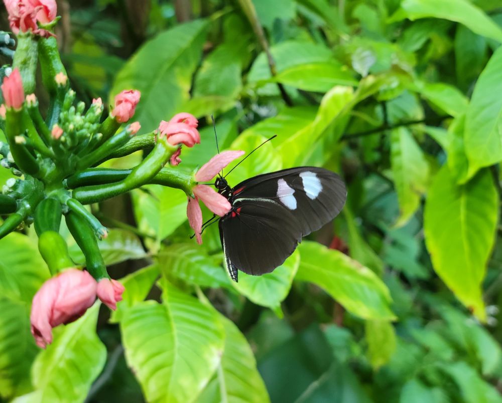 A black butterfly with white and red accents perched on a pink flower.