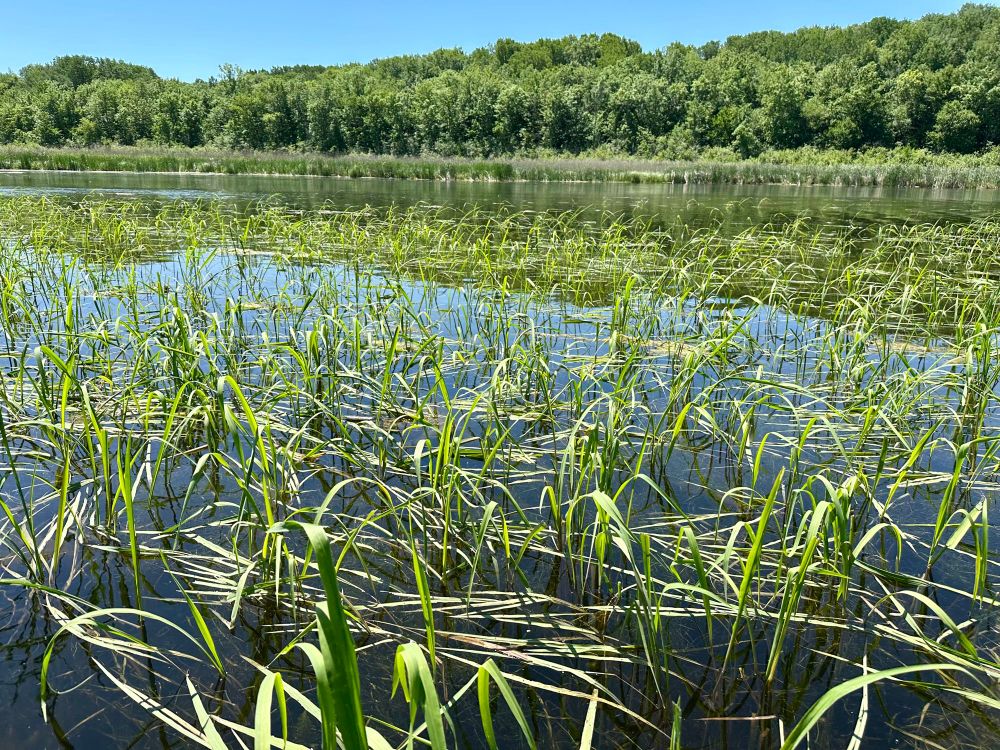 Wild rice stalks emerging from the water.