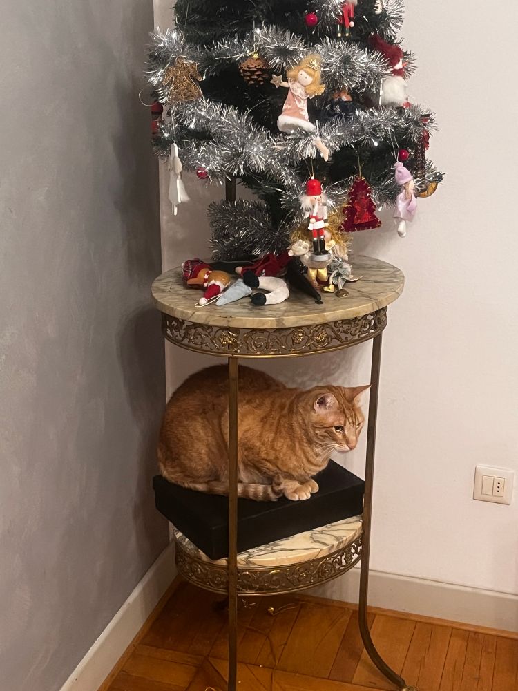 An orange tabby cat on a black box on the second shelf of an abat-jour staring. 
The first shelf of the abat-jour has directly on top few Christmas decorations, destroyed by said orange tabby cat, and a Christmas tree