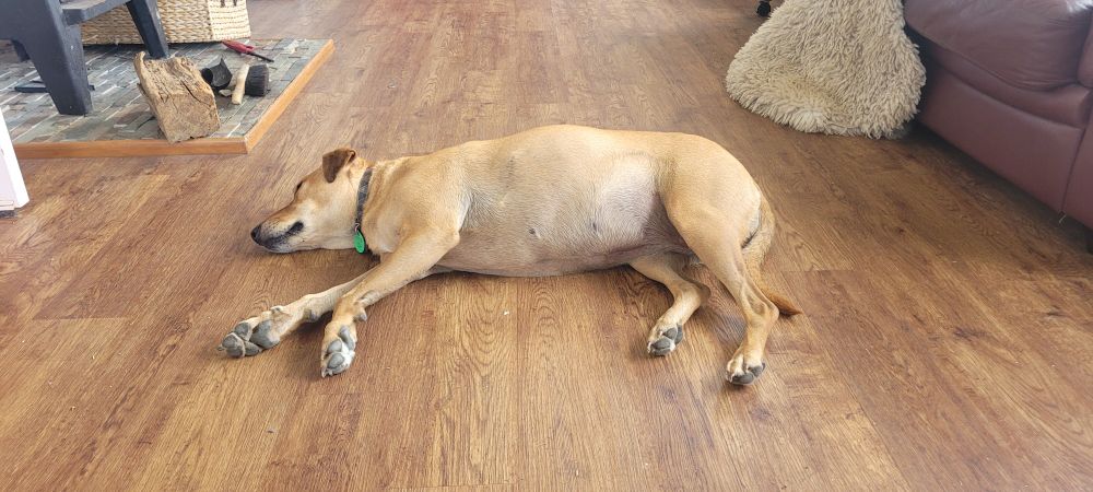 A dog lying asleep on kitchen floor 