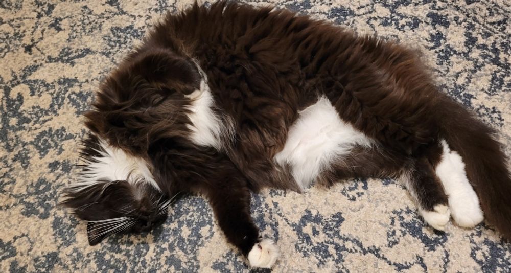 Not a lunar eclipse but a cat called Sherlock.