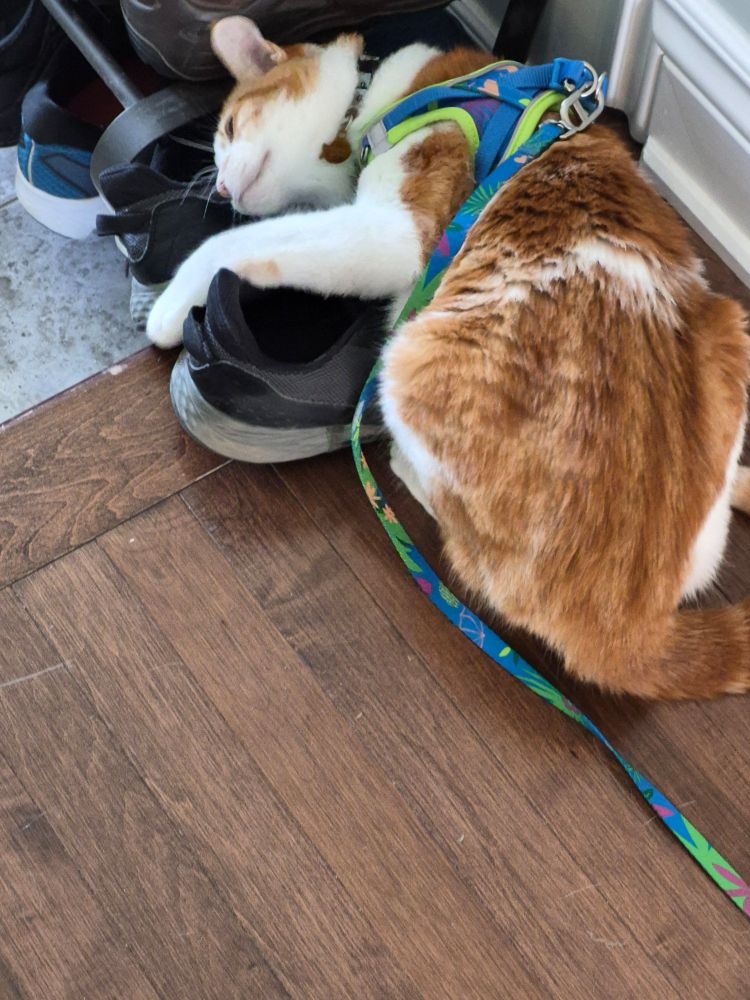 An orange and white cat, wearing a blue and green harness and leash, rubbing his face on a pair of shoes 