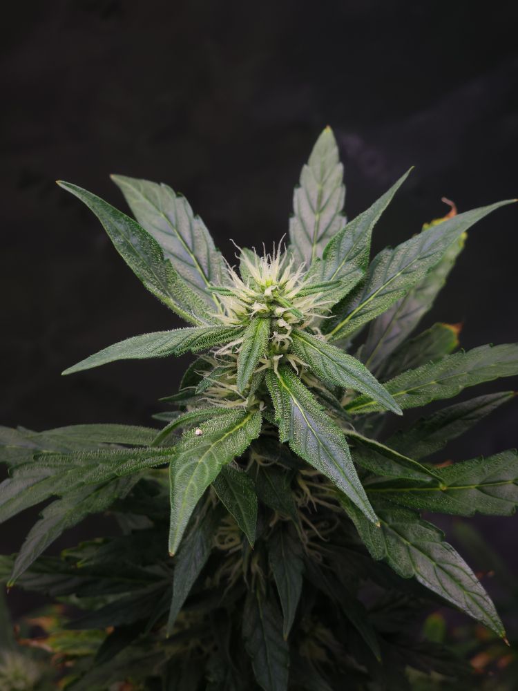 Close-up of a lush green cannabis plant with pointed leaves and white pistils emerging from the central bud, set against a dark background.