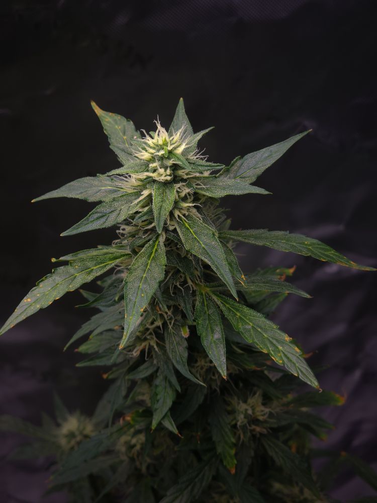 Close-up of a cannabis plant with dense, dark green leaves and budding flowers, against a black background, conveying a natural and calming tone.