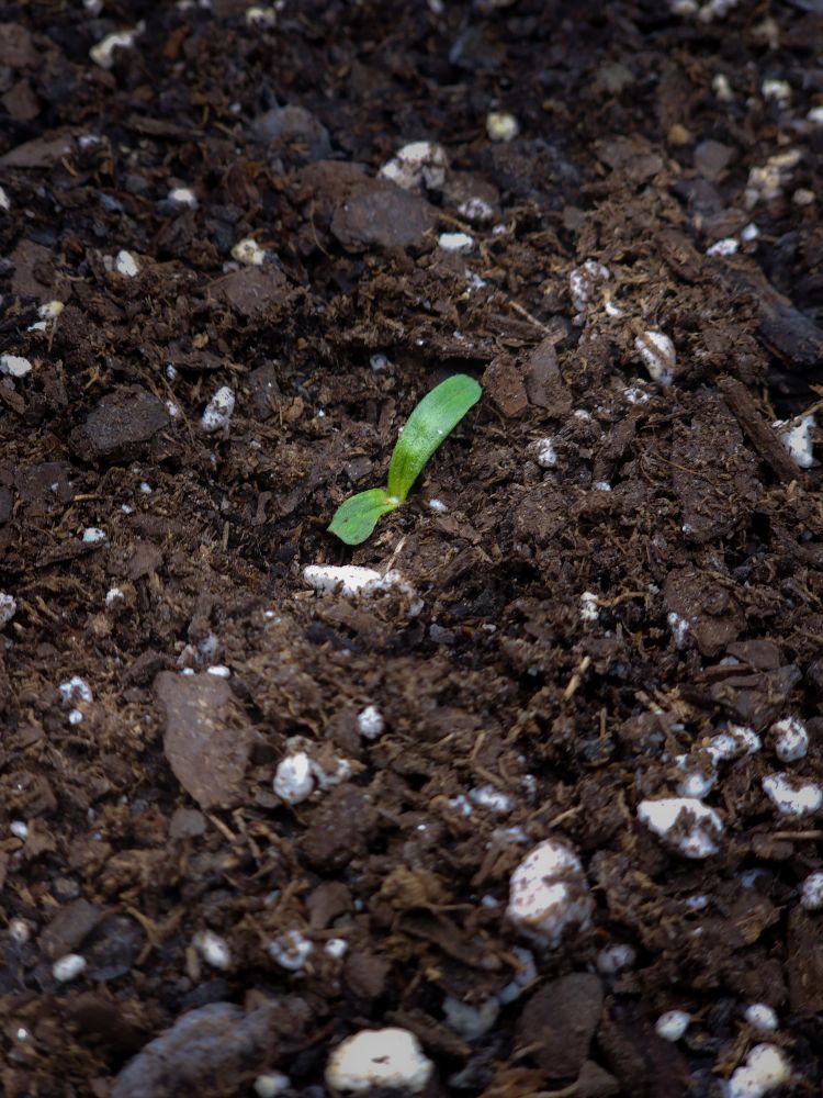 A small green sprout emerges from dark, moist soil speckled with white particles, conveying new beginnings and the promise of growth.