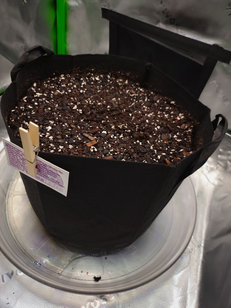Large black fabric pot filled with dark soil, speckled with white perlite, set on a clear plastic tray. A label is clipped to the side with a clothespin.