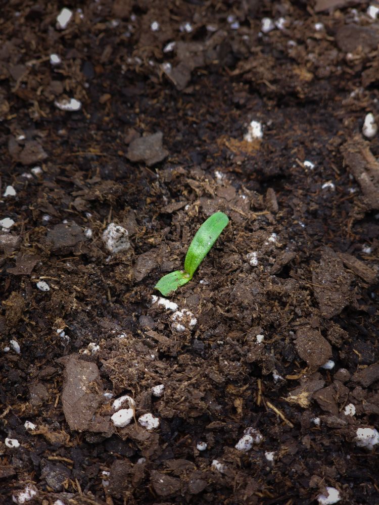 A small green sprout emerges from rich, dark soil, symbolizing new growth and potential. The mood conveys hope, renewal, and the start of life.