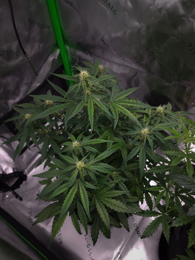 Cannabis plant with vibrant green leaves and white buds is growing in a reflective indoor tent. The setting suggests a controlled environment.