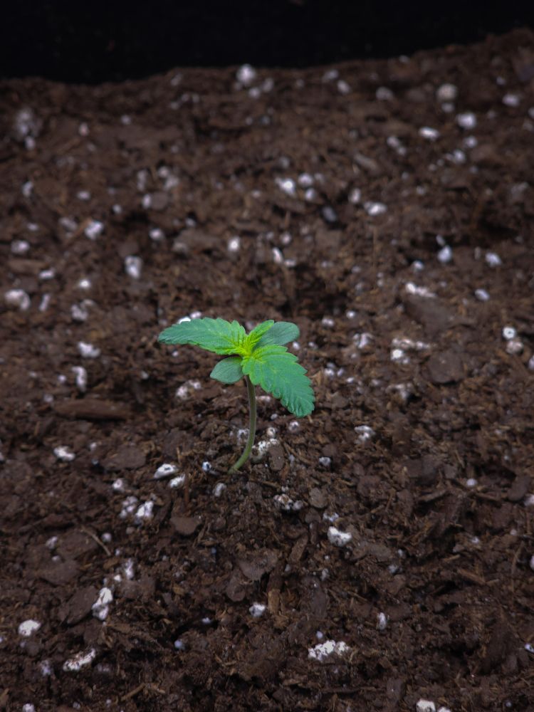 A small green seedling with four leaves sprouts from rich brown soil. The textured earth is dotted with white specks, conveying growth potential.
