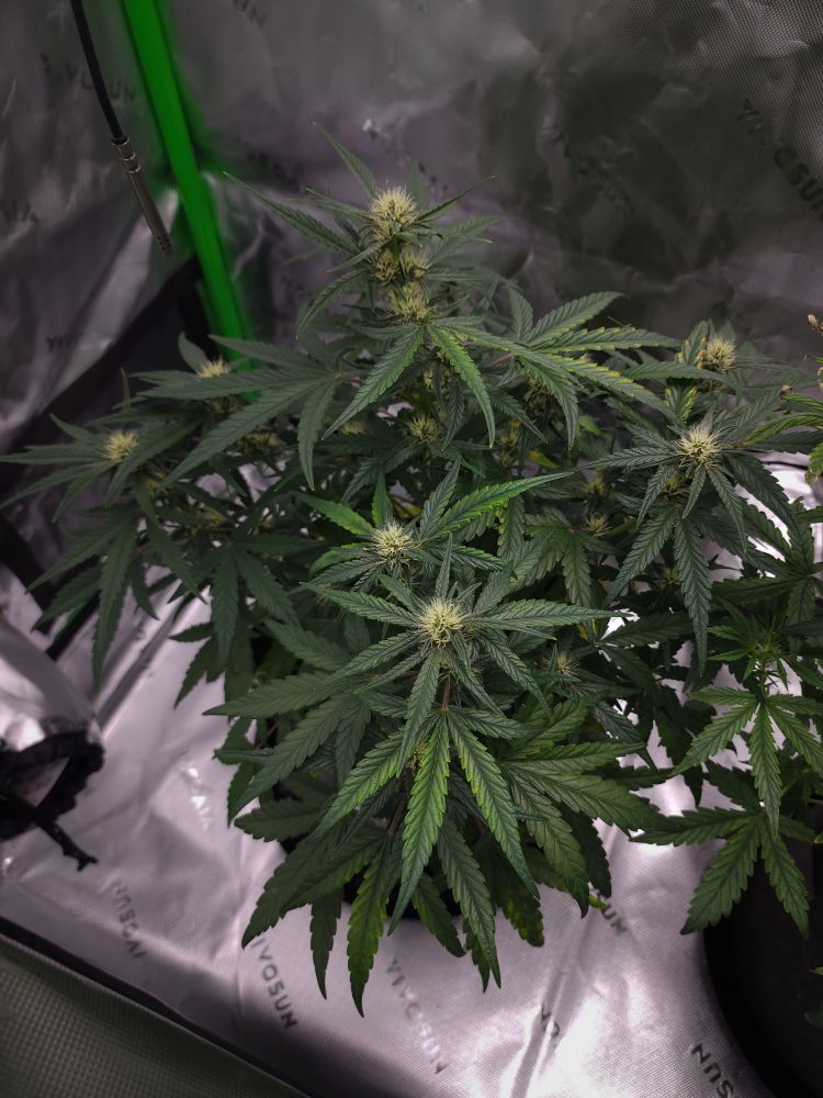 A lush cannabis plant with dense clusters of white buds and jagged green leaves stands in a reflective grow tent, suggesting indoor cultivation.