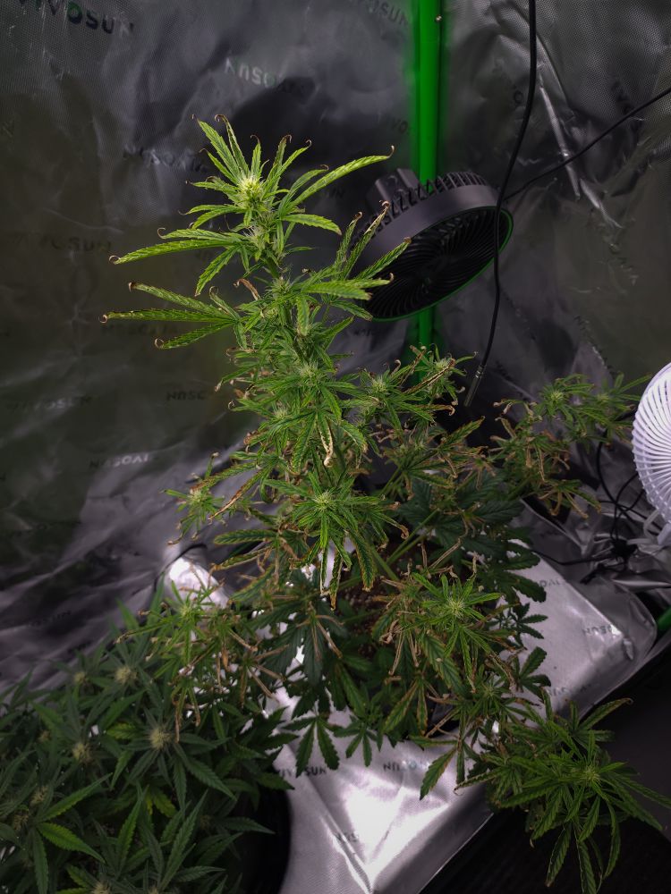 Indoor cannabis plant with spiky green leaves and buds, placed under a grow light with silver reflective walls and ventilation fan. Industrial setup.