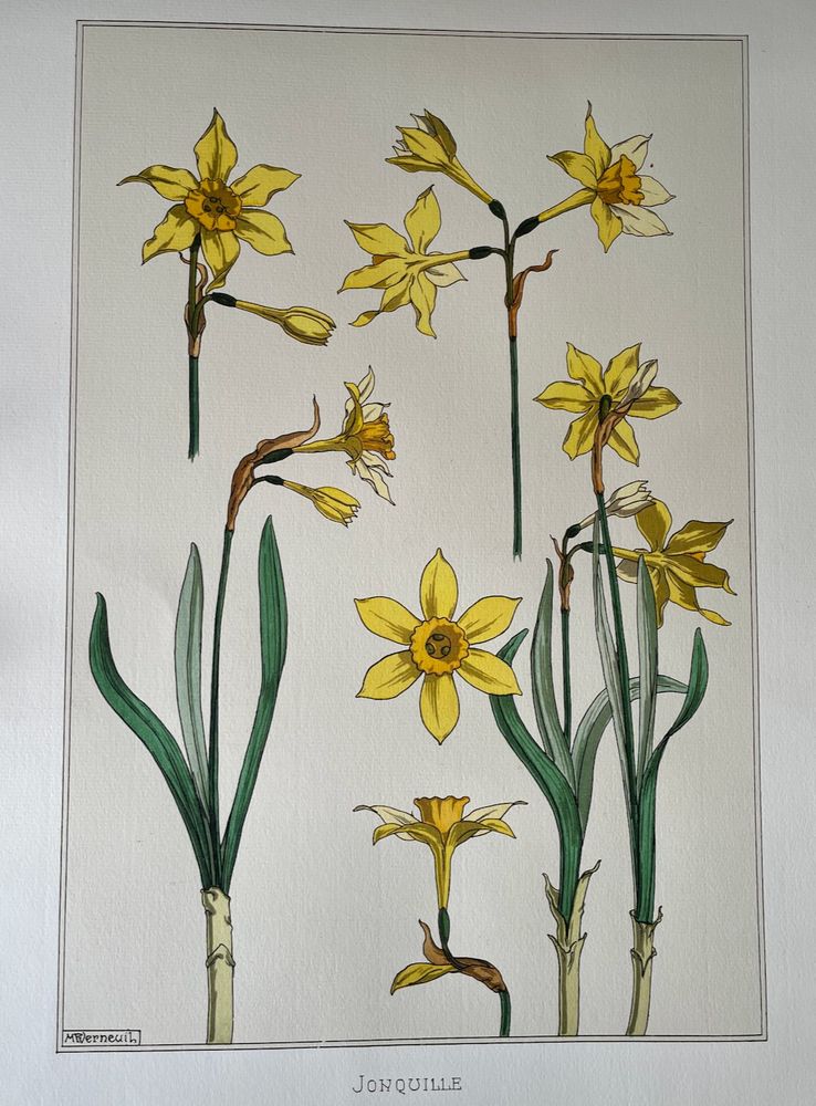 a charming engraving of a drawing of yellow jonquilla by verneuil, with a an art nouveau flavour