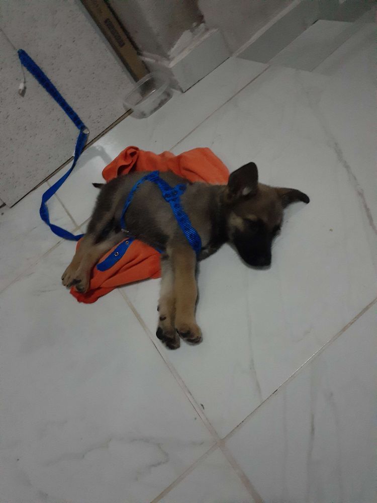 O dia que ele chegou em 2021