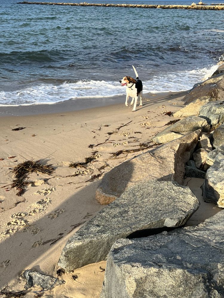 Lucy, a Treeing Walker Coonhound, running happy on a beach.