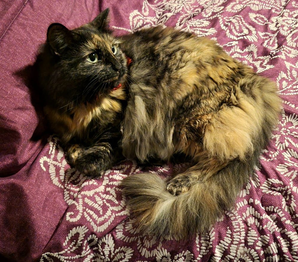 A long-haired tortie laying on a purple and white blanket, front paws are extended slightly forward and criss-crossed.
