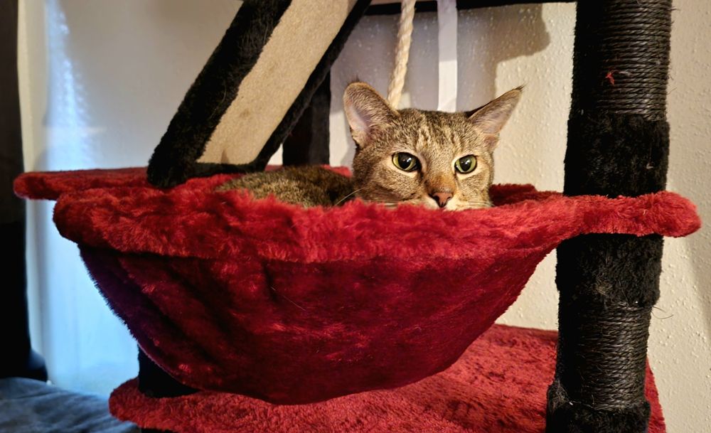 A tabby cat sitting in a fluffy, red basket on a black and red cat tower.