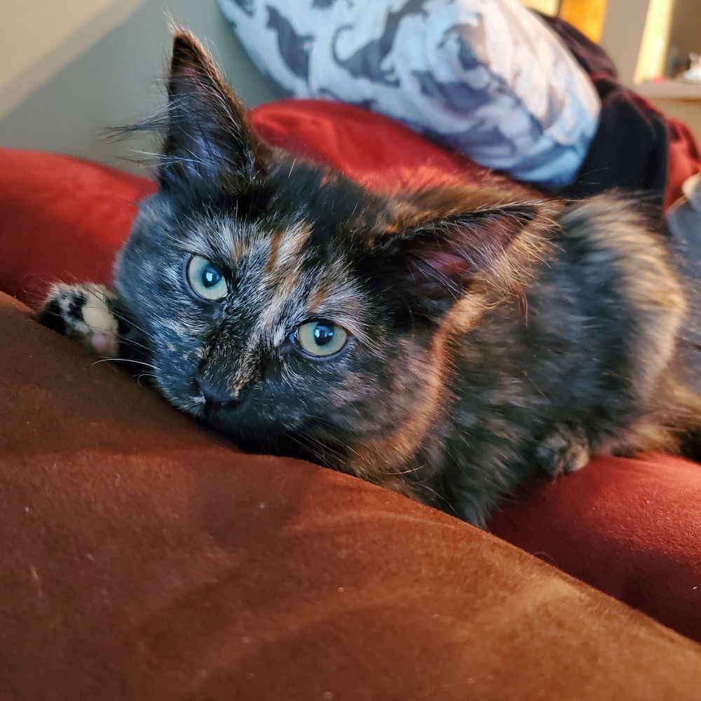 A young long-haired tortiseshellcat cat staring up at the camera, chin rested on a tab chair.