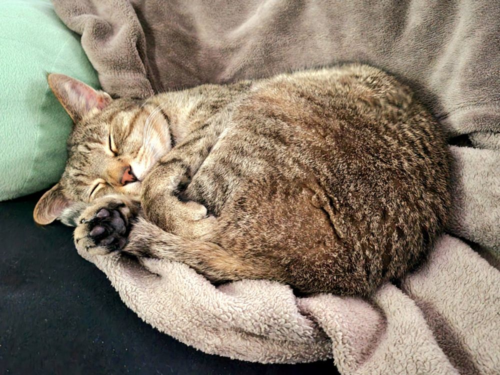 A tabby cat sleeping on a brown blanket, head resting on a green pillow.