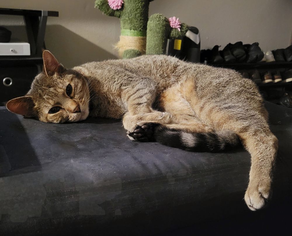 A tabby cat laying on a blak ottoman, staring lovingly at the person taking a photo of them. In the background, you can make out a well-loved cat scratcher in the shape of a cactus. 