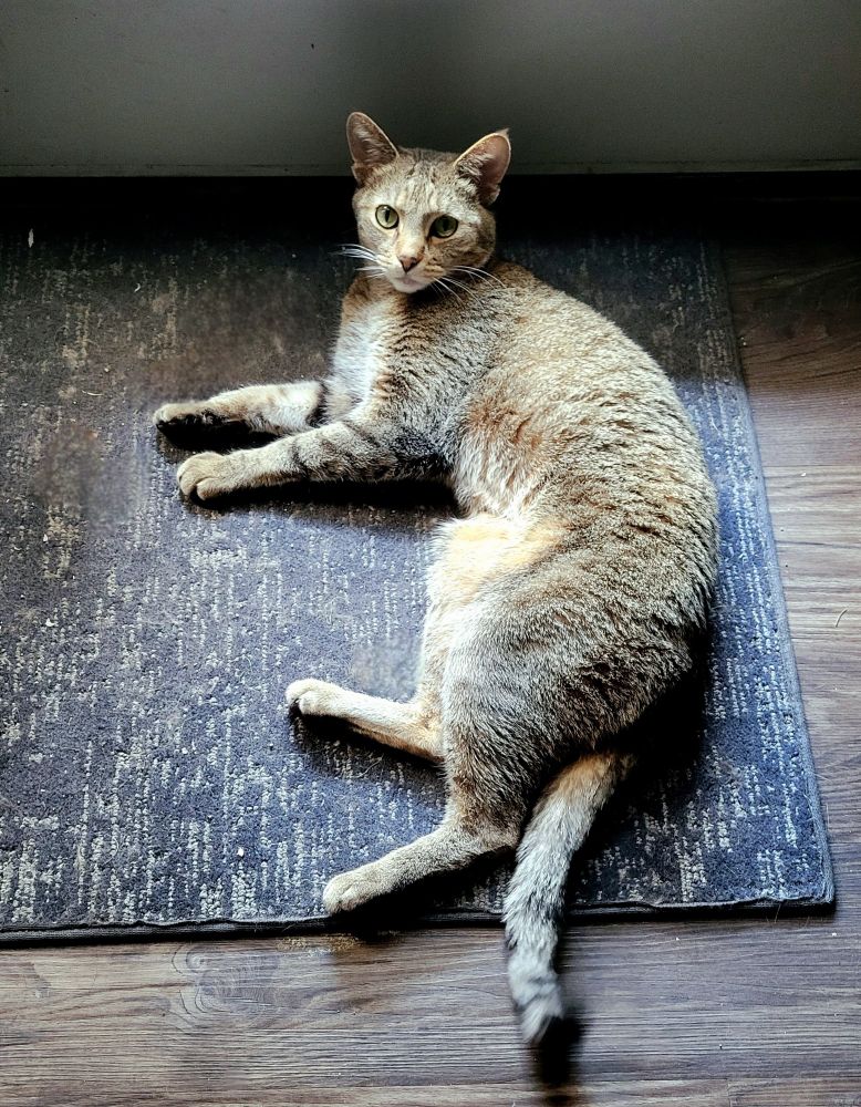 A tabby cat laying on a grey and blue mat.