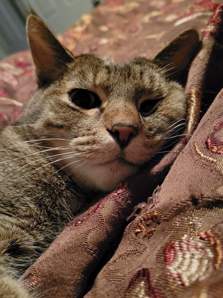A tabby cat (laying on a brown, red, and gold blanket) staring at the camera.
