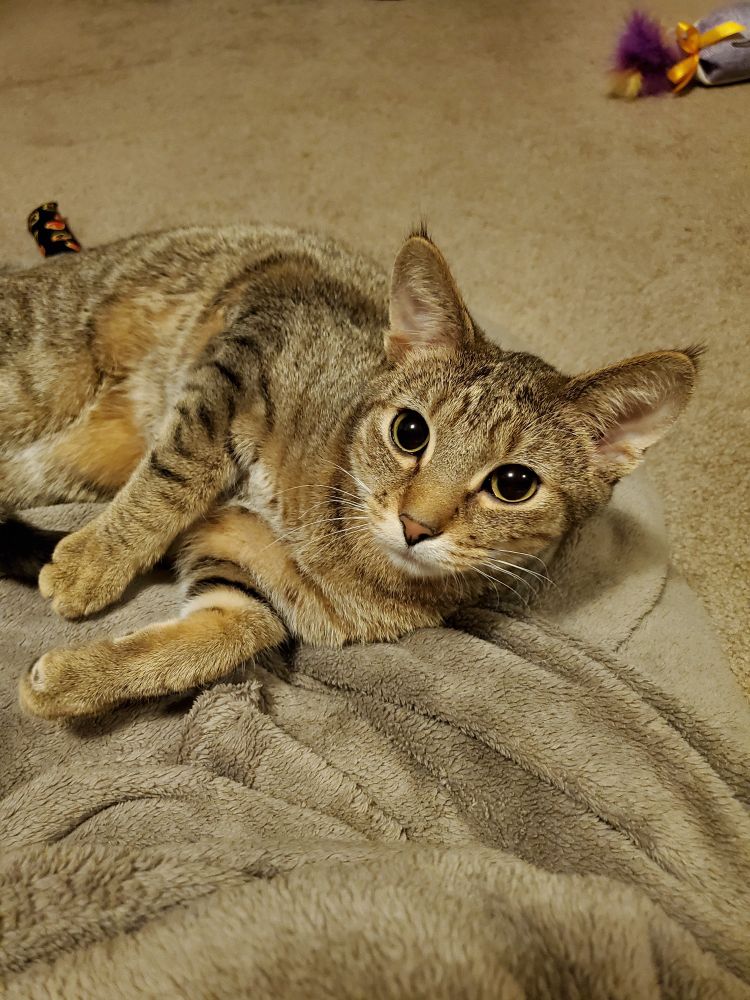 A tabby cat lounging on a beige blanket, you can make out some cat toys in the background. 