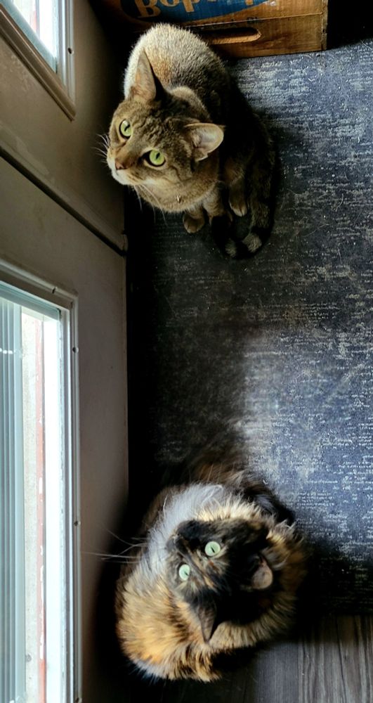A tabby and a tortie staring upwards. They are both sitting on a blue and grey rug in front of a door.